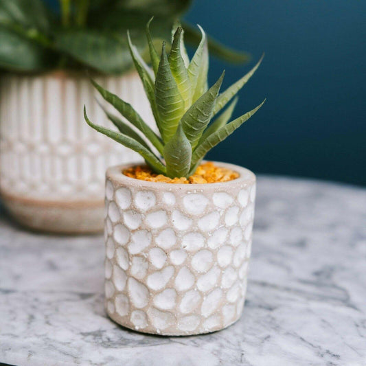 Aloe Vera in Patterned Cement Pot Grey 11.5cm