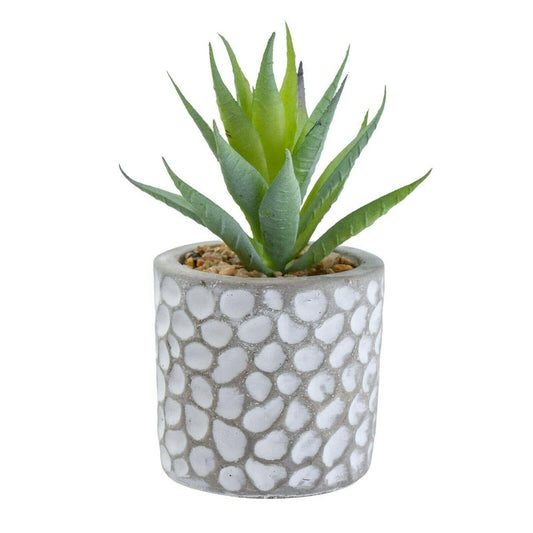 Aloe Vera in Patterned Cement Pot Grey 11.5cm