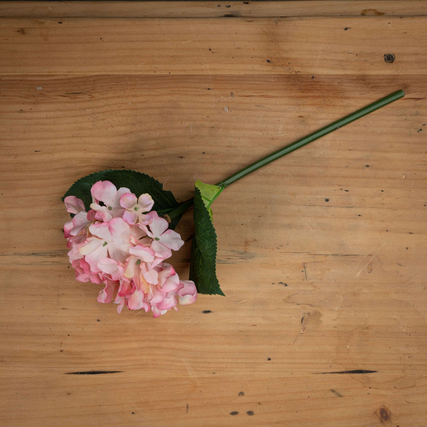 Pink Posy Hydrangea