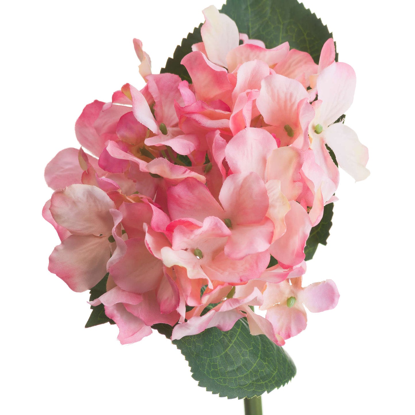 Pink Posy Hydrangea
