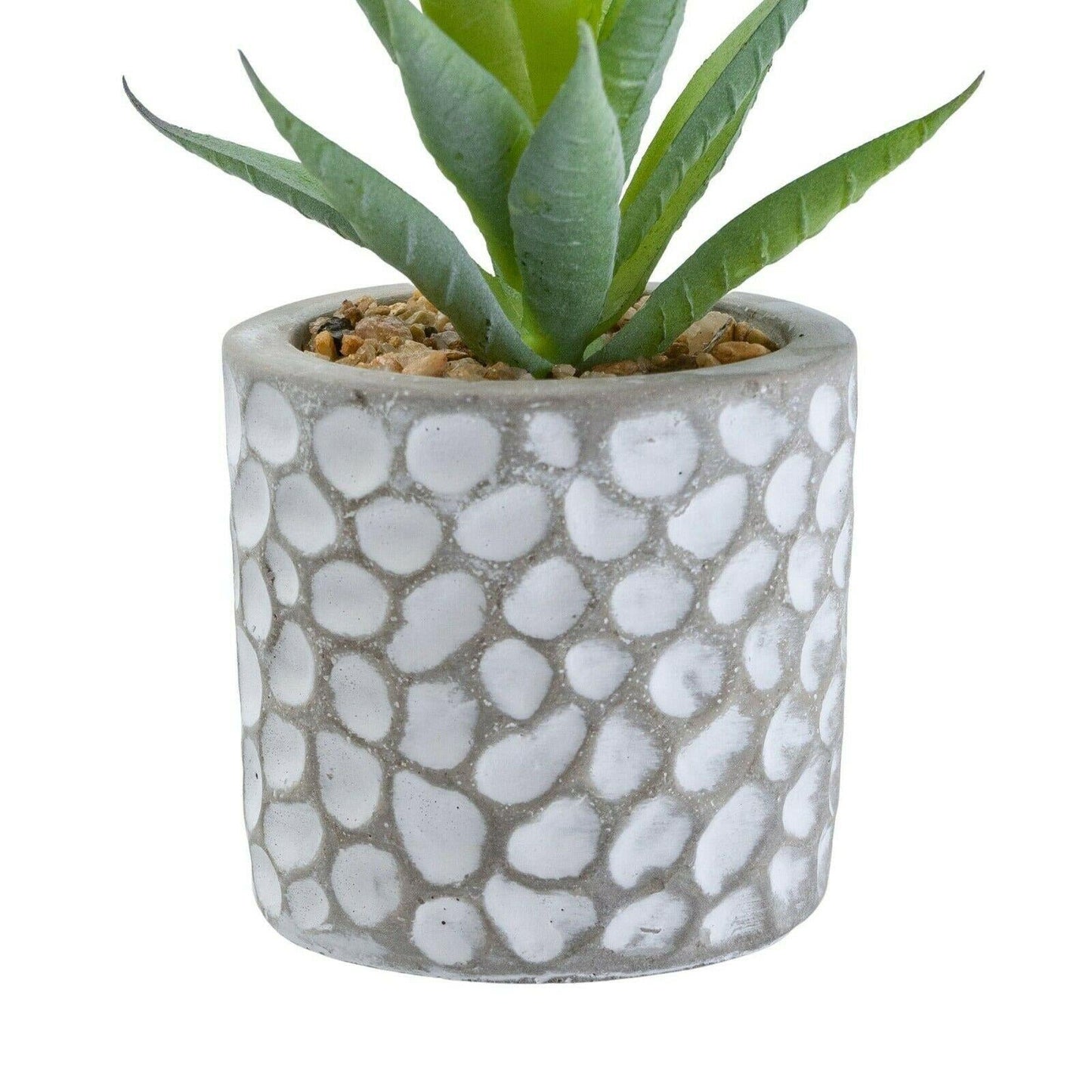 Aloe Vera in Patterned Cement Pot Grey 11.5cm