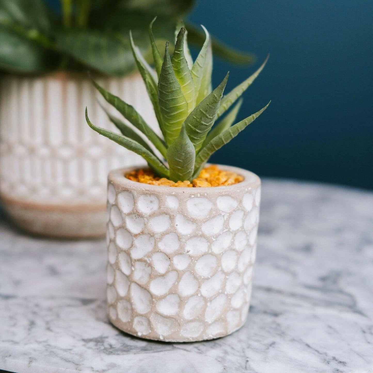 Aloe Vera in Patterned Cement Pot Grey 11.5cm