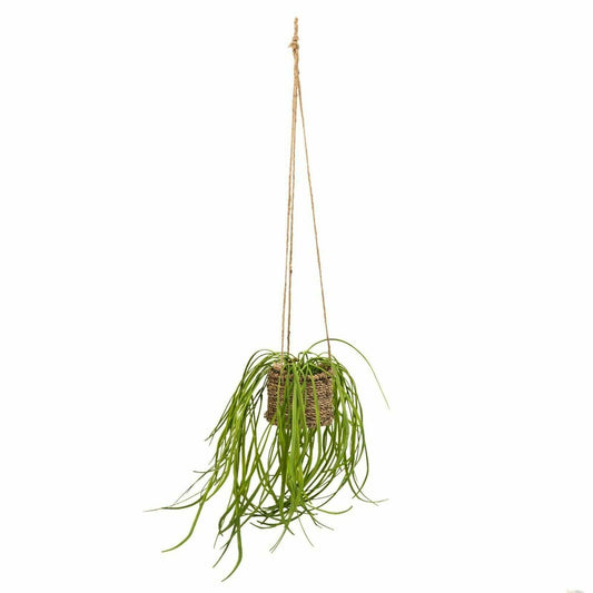 Spider Plant in Rattan Basket With Rope Hanger